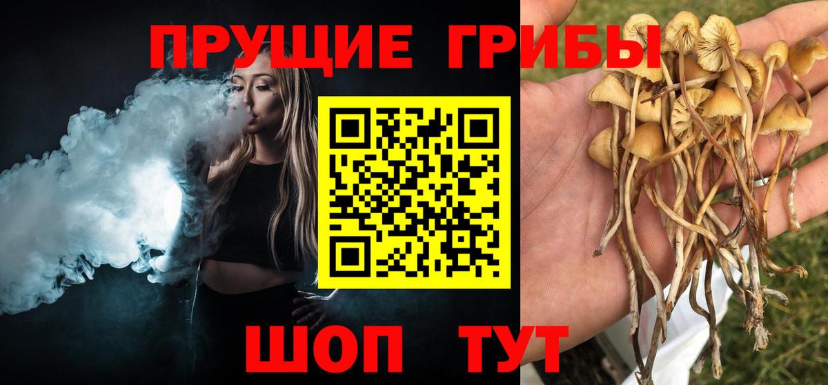 Галлюциногенные грибы Psilocybe Орск
